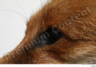 Red fox eye 0005.jpg